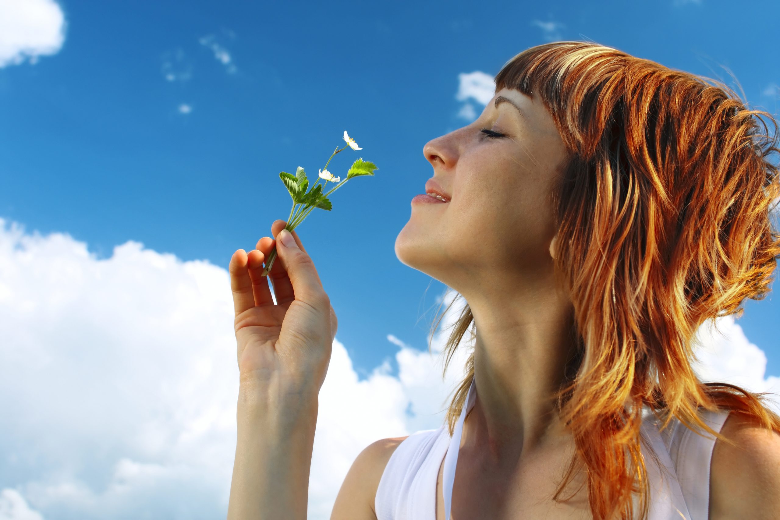 Commercial Air fresheners Rugby. Air freshener with cotton flowers on a blue background – ideal for commercial washroom freshness – Rugby Washroom Services